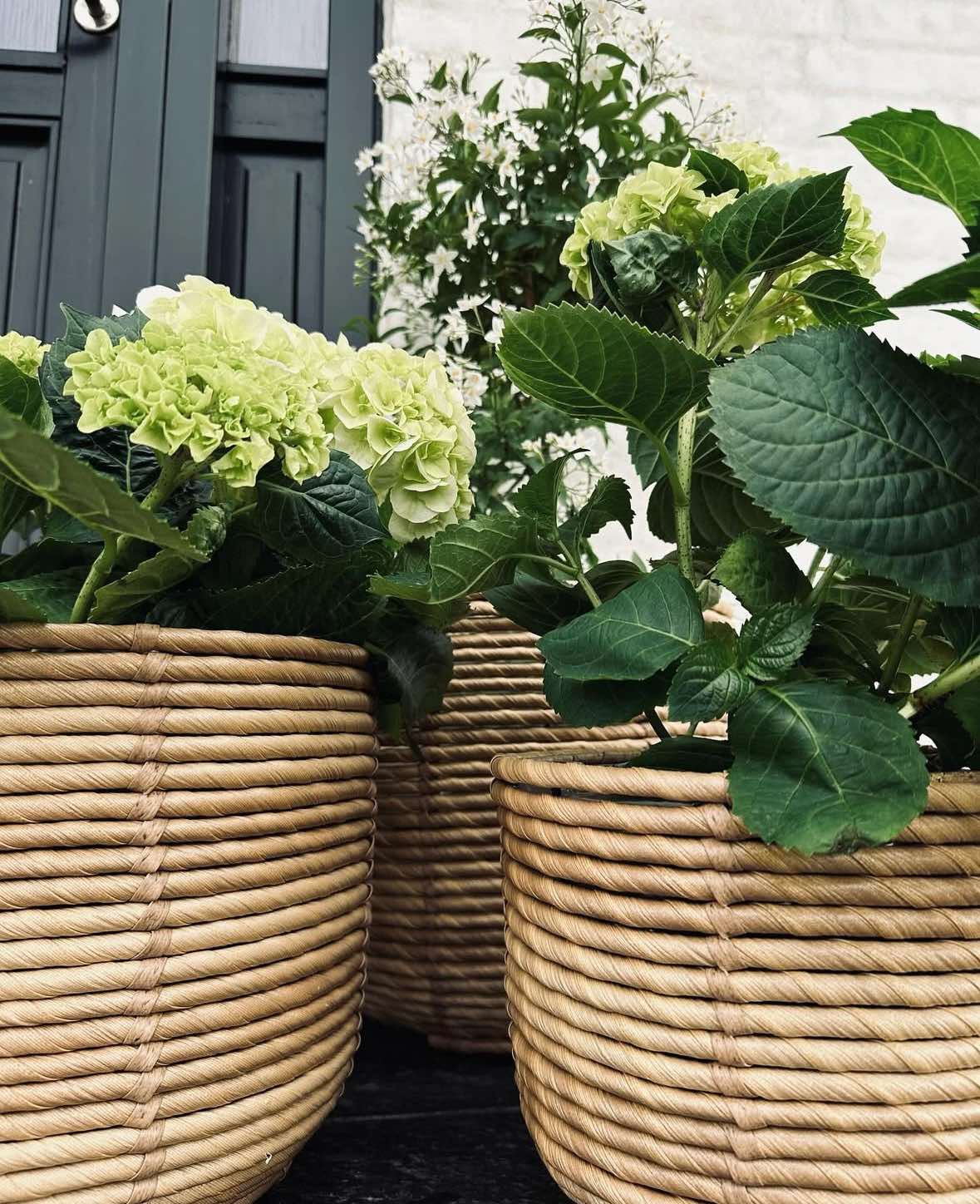 Plantekurver RATTAN BIG - Sett med 3 størrelser - Image 4