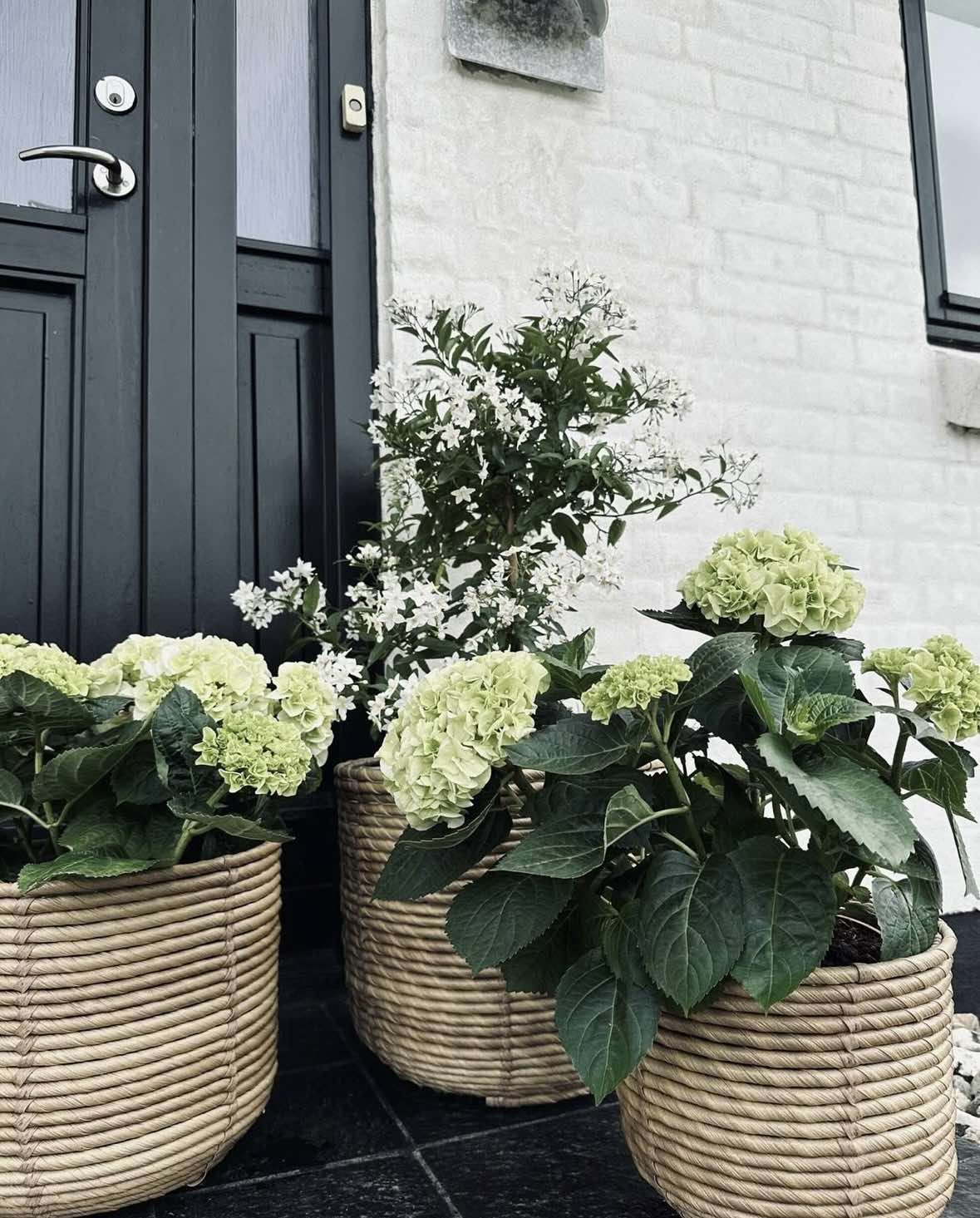 Plantekurver RATTAN BIG - Sett med 3 størrelser - Image 5