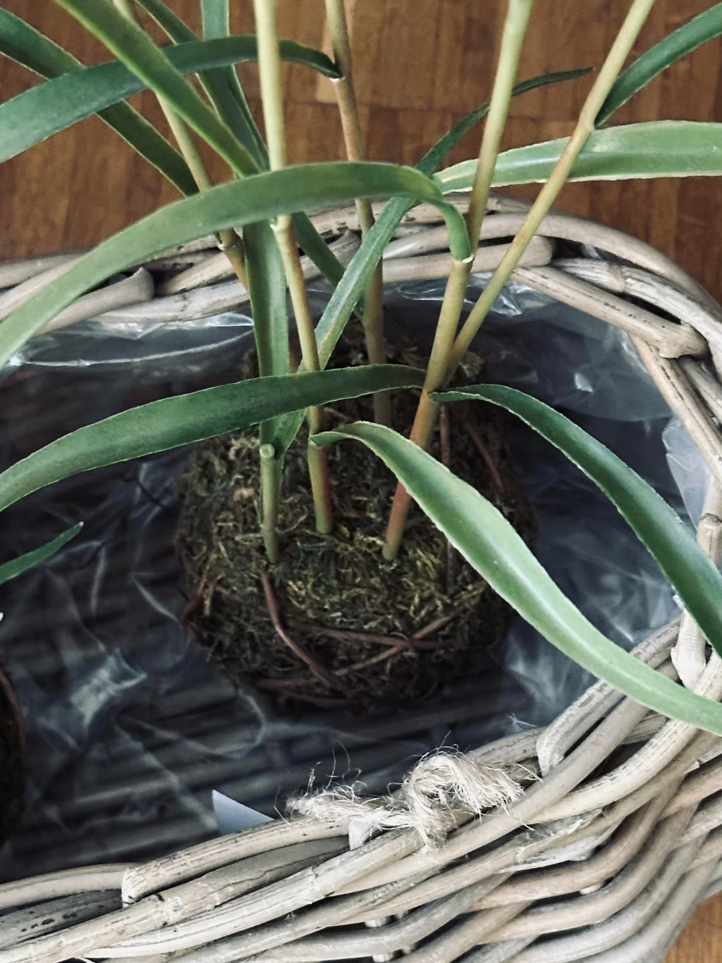Plantekurver - Sett med 2 stk. Oval rattan - Image 6