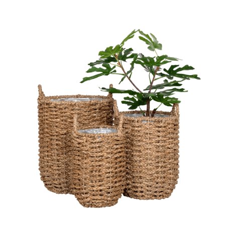 Plantekurver Nature – 3 størrelser - Image 4