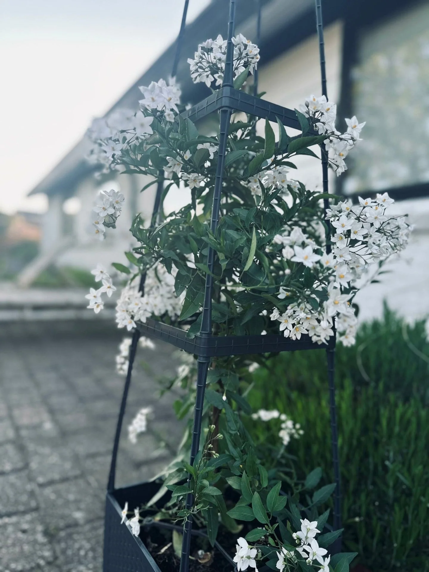 Plantetårn til tomater og klatreplanter - Image 5