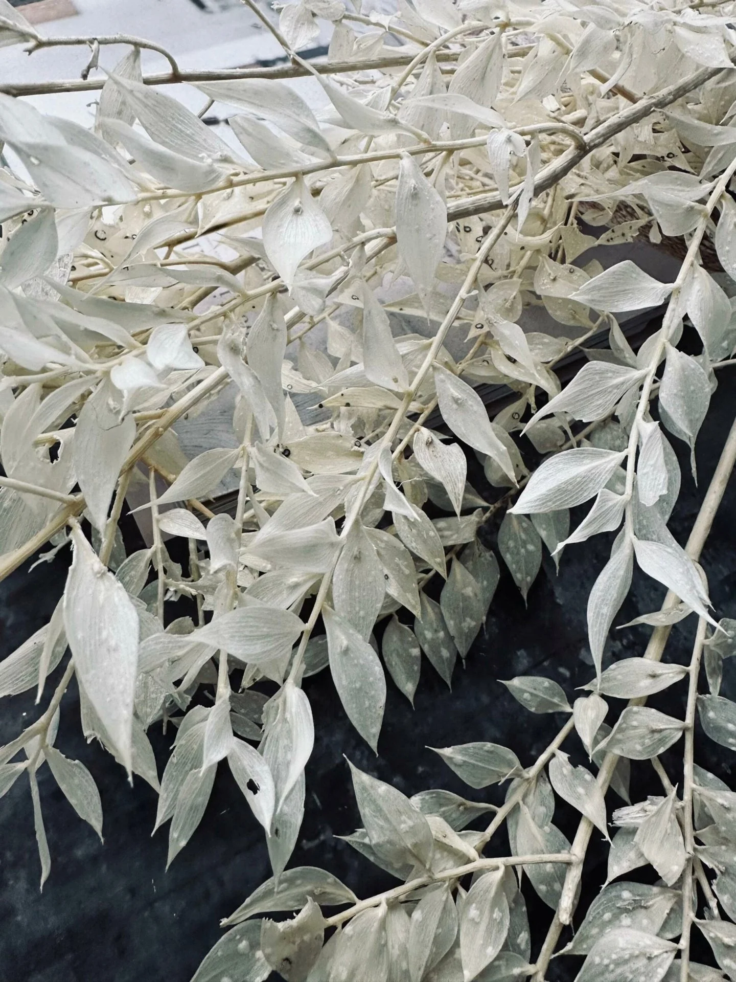 Tørkede blomster – White ROSSA - Image 3